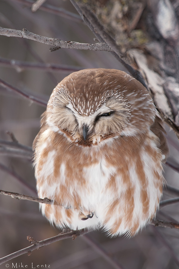 Northern Saw Whet Owl in apple tree