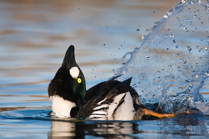 Goldeneye (mating display)