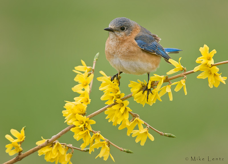 Eastern Bluebird (female)