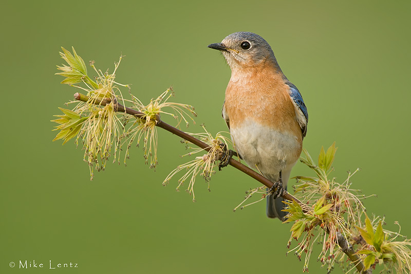 Eastern Bluebird on new growth