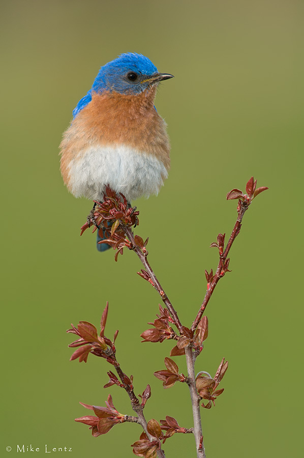 Eastern Bluebird (male)