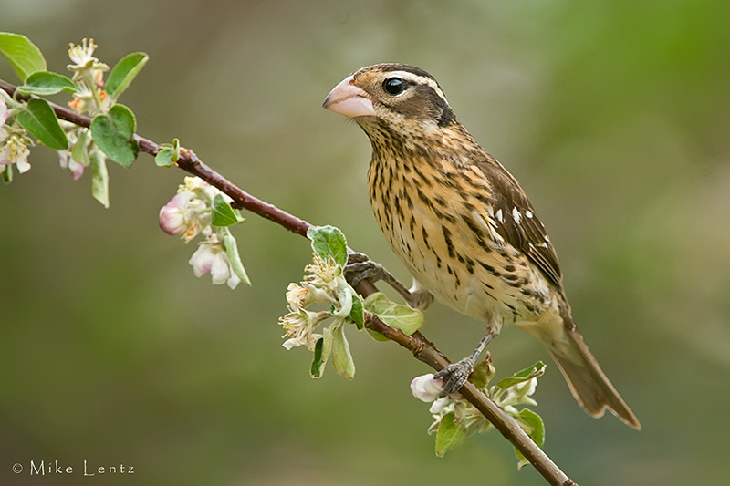 Rose Breasted Grosbeak