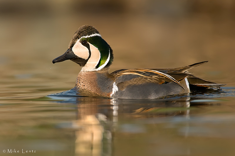 Baikal Teal