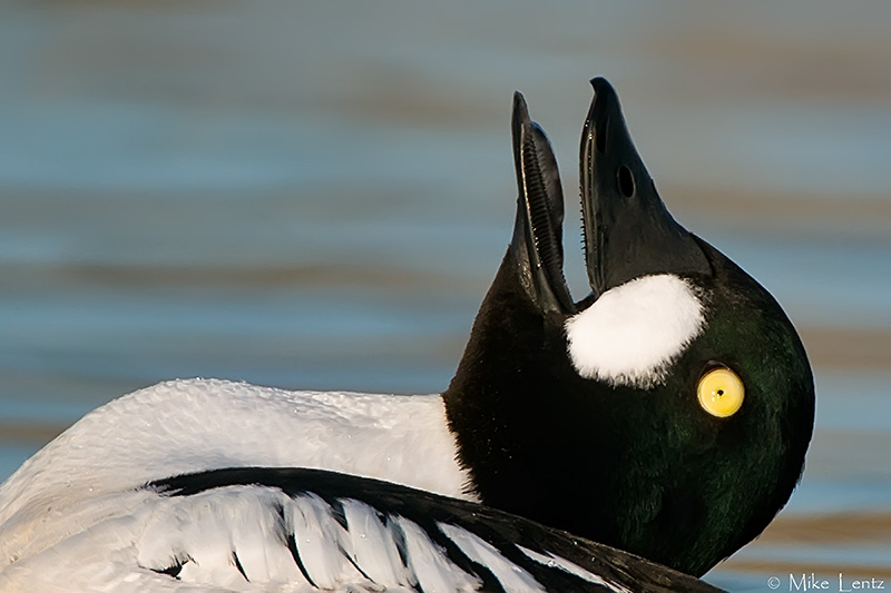 Common Goldeneye (head toss)