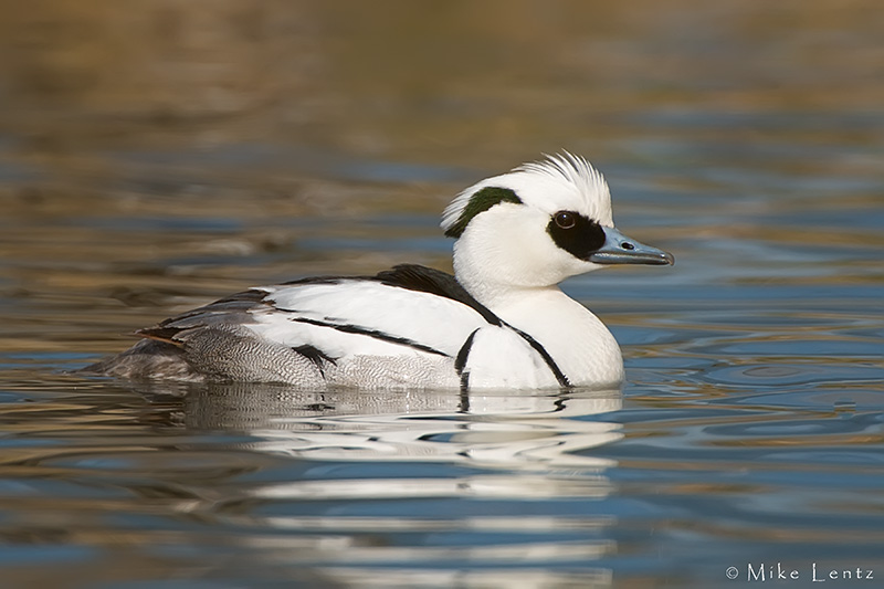 Smew