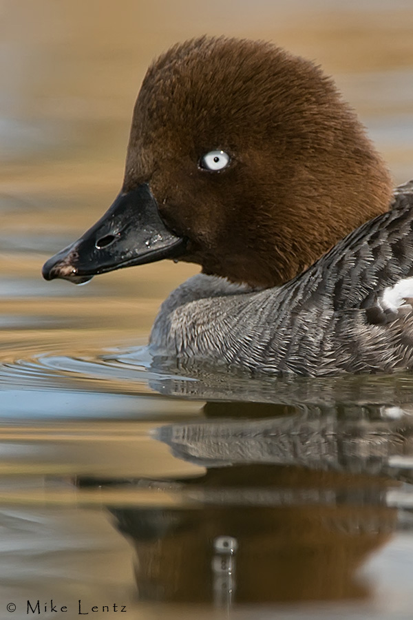 Common Goldeneye (headshot)