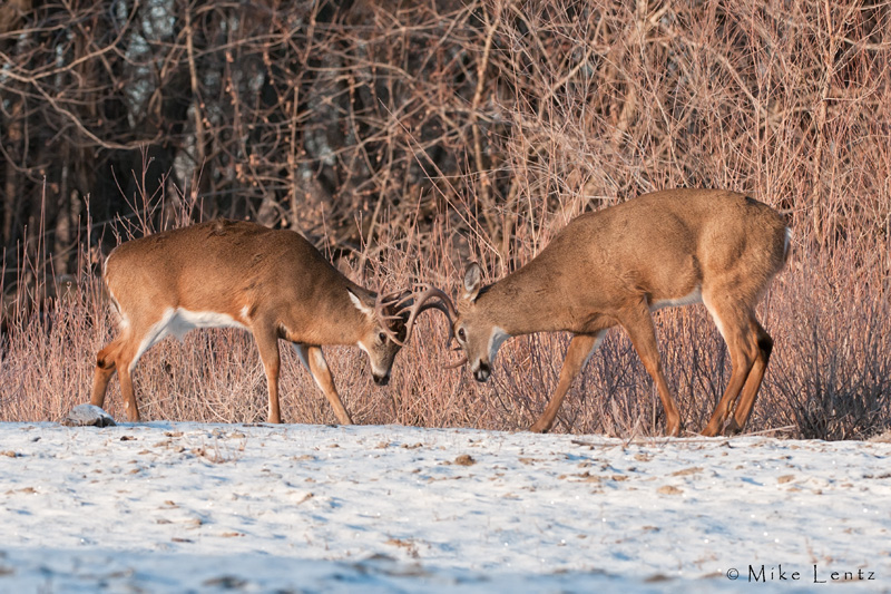 Buck battle