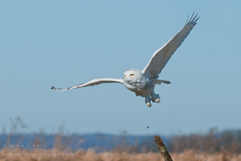 Snowy Owls leaps to flight