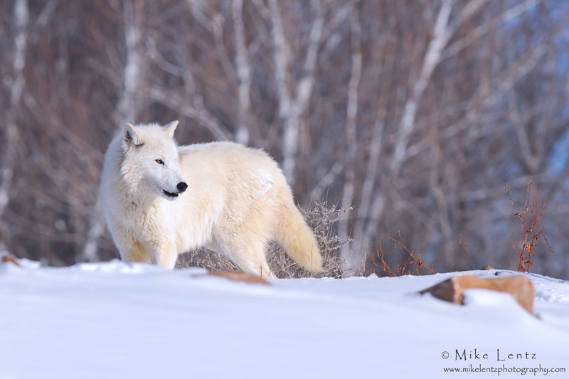 Arctic Wolf  in winter landscape