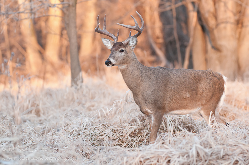 White-tailed deer