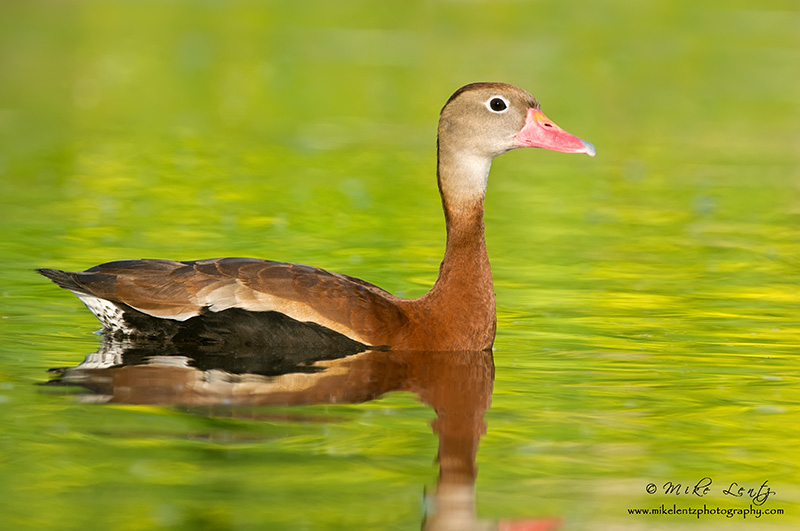 Black bellied whistling duck (Dendrocygna autumnalis)
