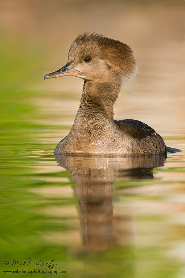 Hooded Merganser (hen)