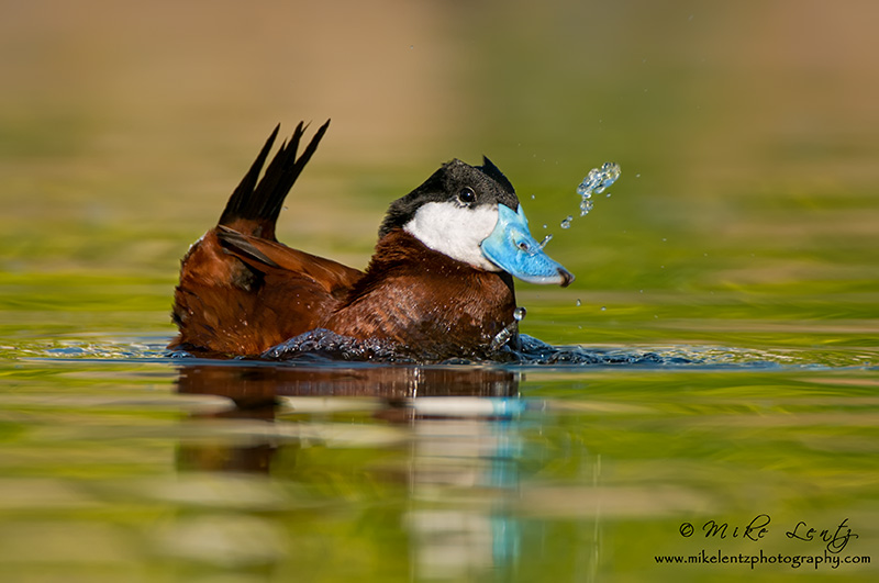 Ruddy Duck (Bubble display)