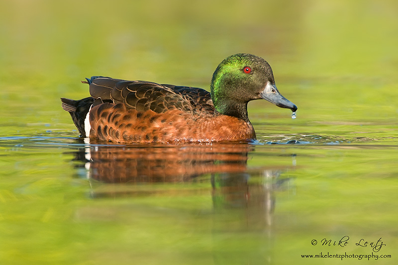 Chestnut Teal (A. castanea)