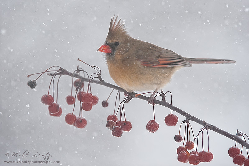 Snowberries   Northern Cardinal (female)
