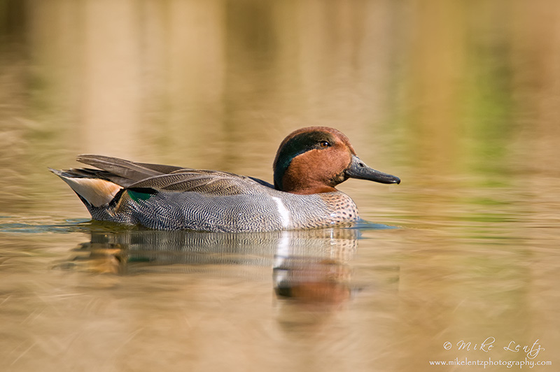 Green-winged teal (drake)