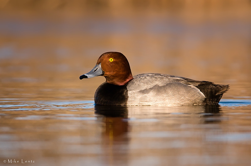 Redhead duck warm tones
