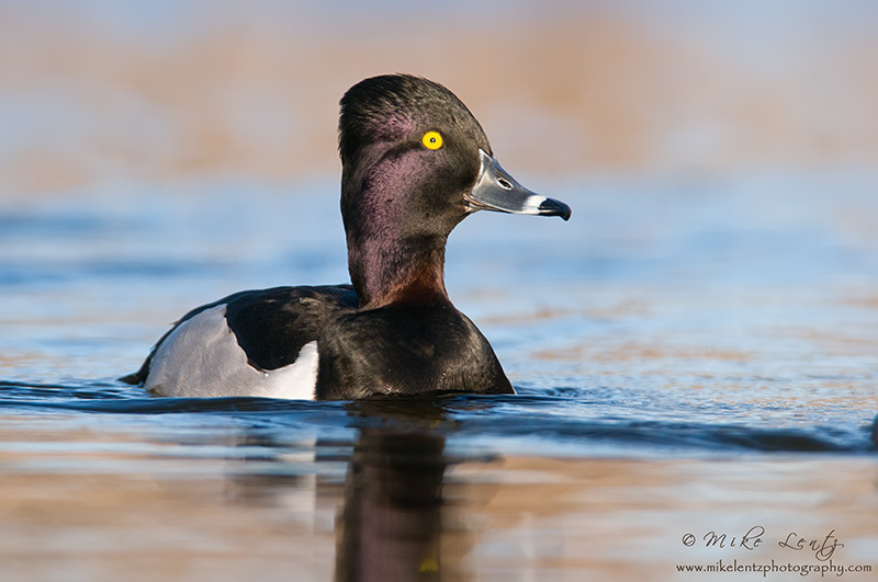 Ringneck Duck (drake)