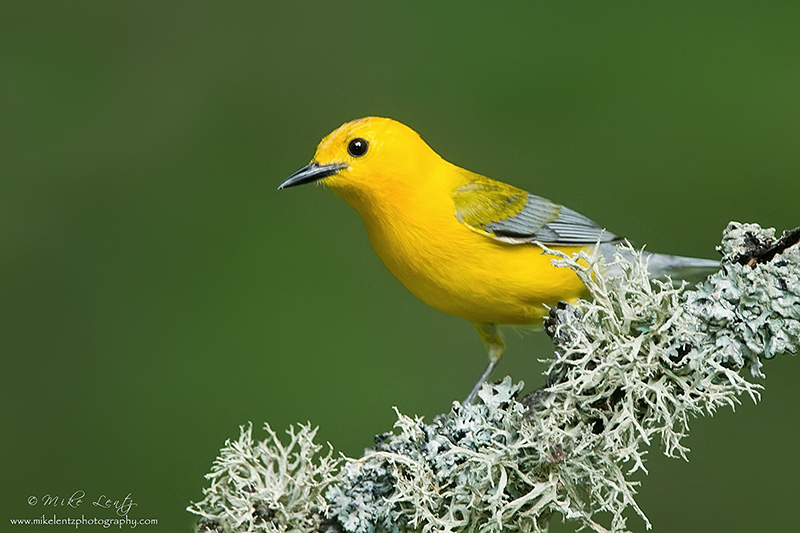 Prothonotary Warbler on lichen