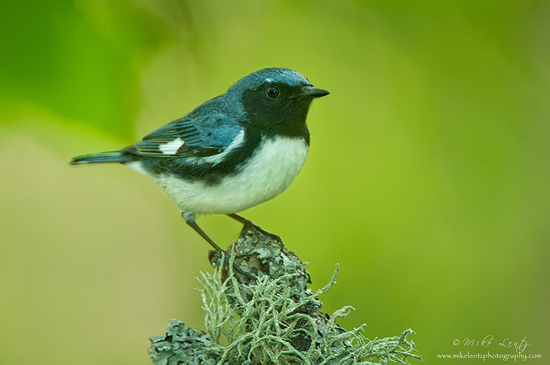 Black throated Blue warbler
