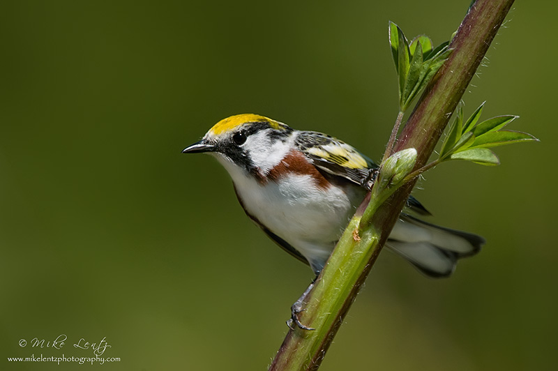 Chestnut sided warbler