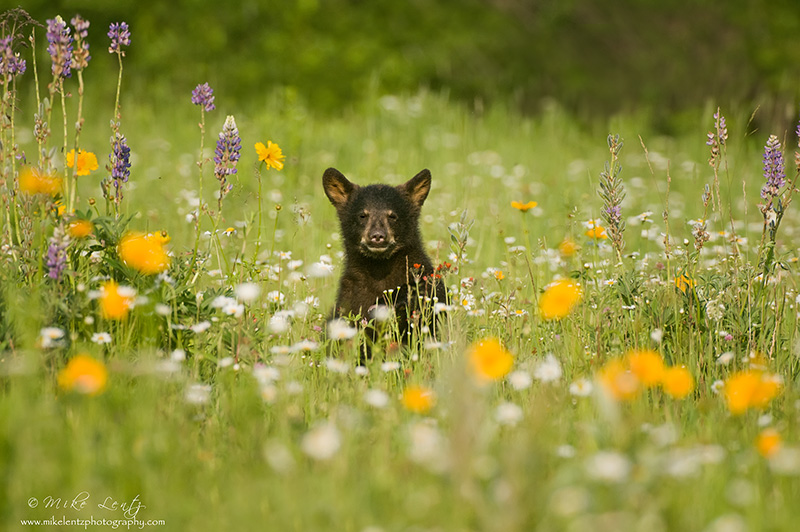 bear in flowers