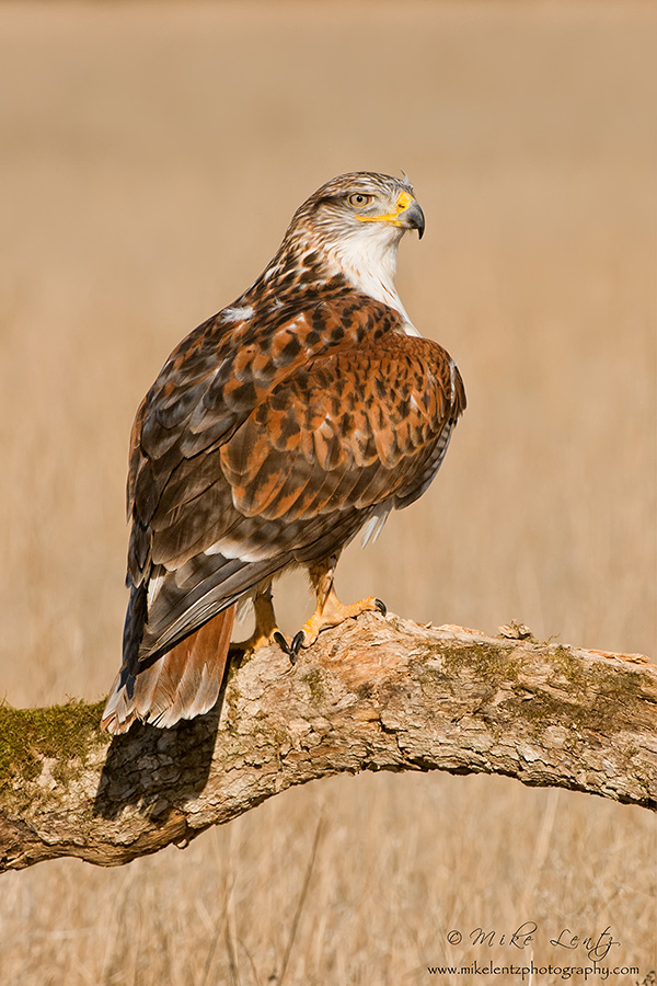 Ferruginous Hawk