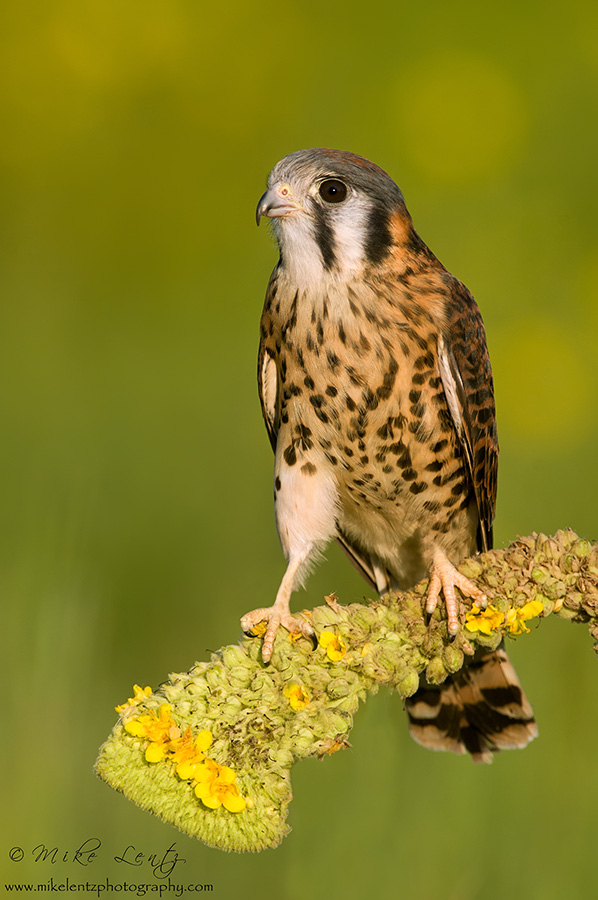 American Kestral (female) on Common Mullien 