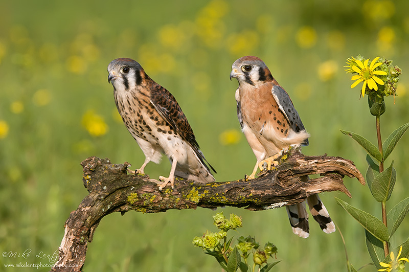 American Kestral (female & male)