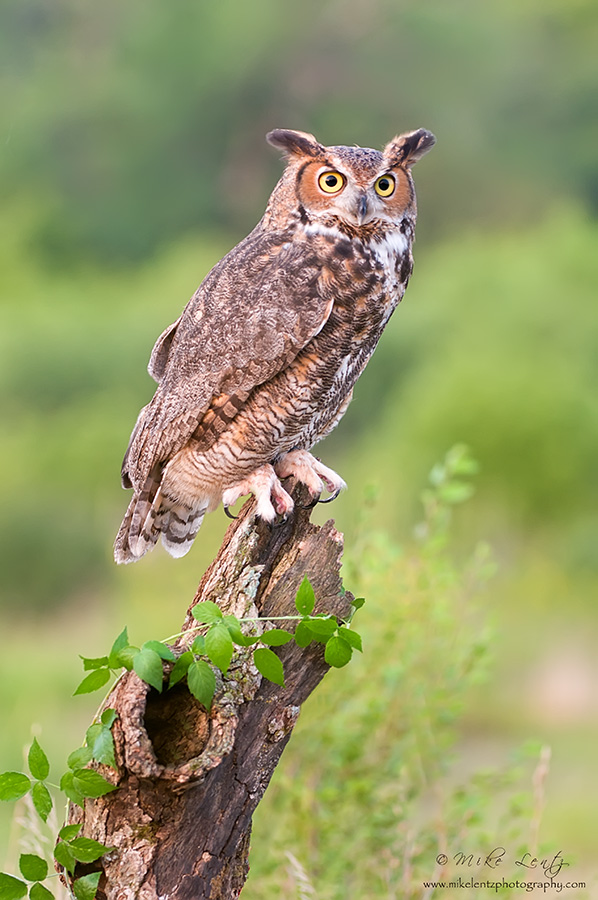 Great Horned Owl on hollow log
