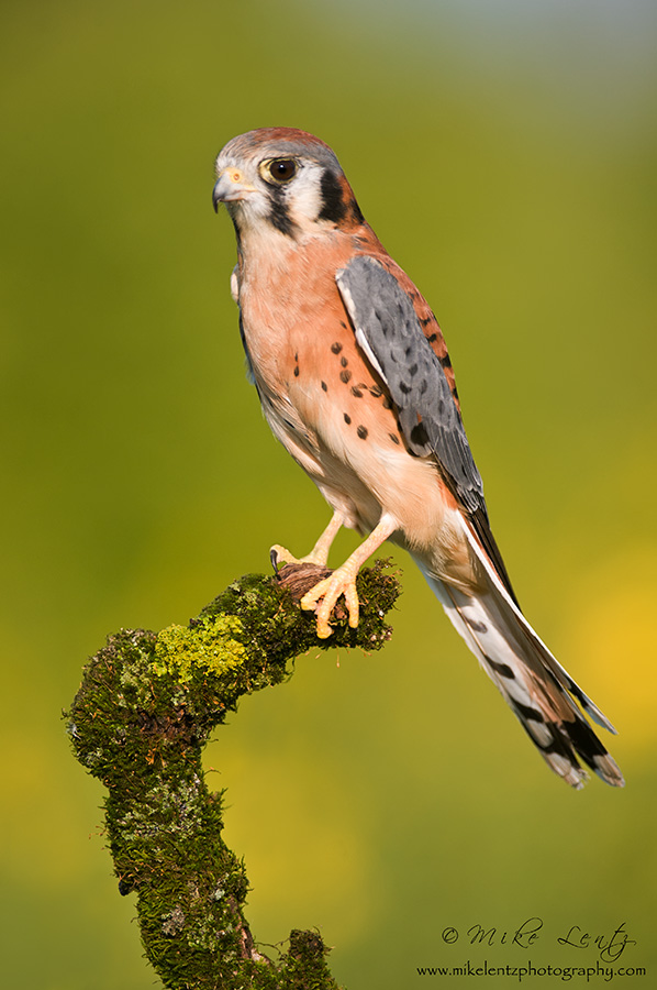 American Kestral (male)