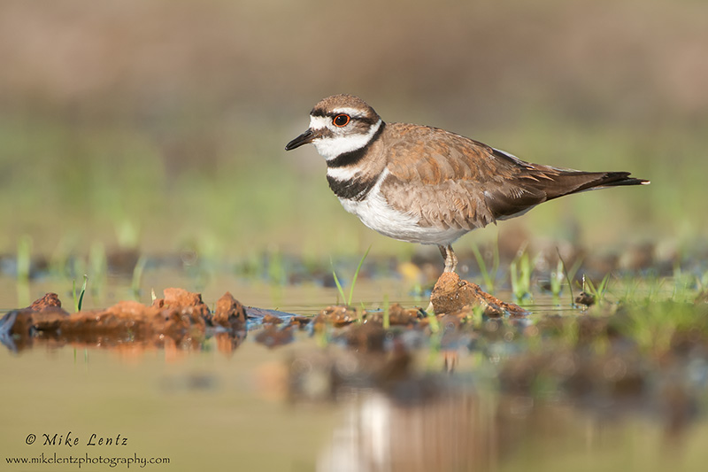 Killdeer
