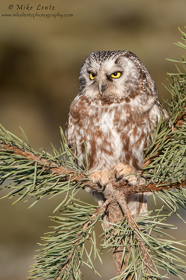 Boreal Owl in pines