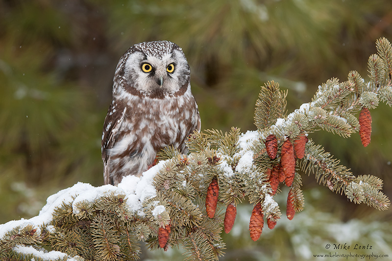 Boreal owl in snow capped pines