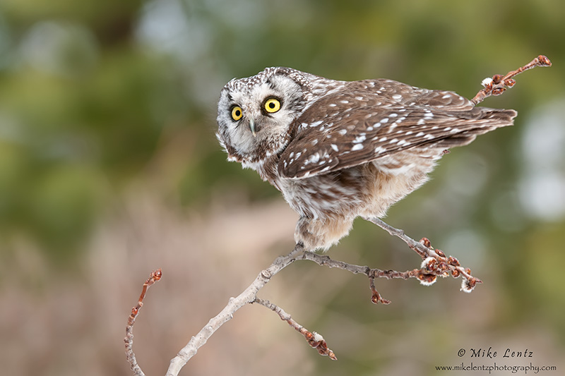 Boreal Own on alert mode