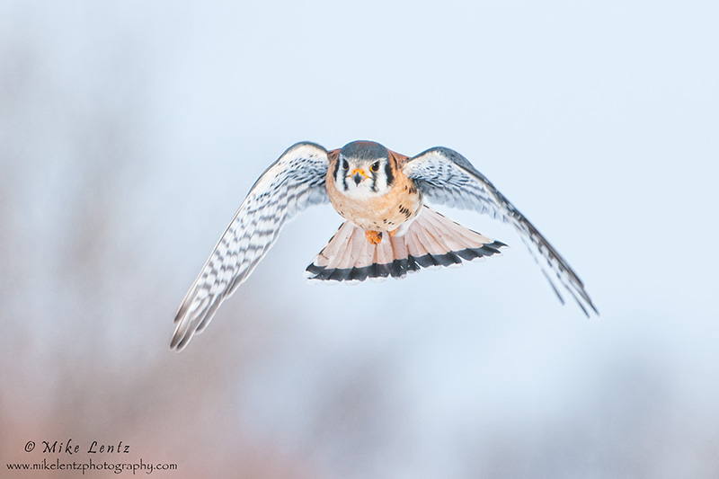 Kestral incoming