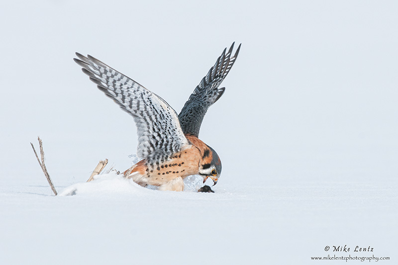 Kestral kills field mouse 