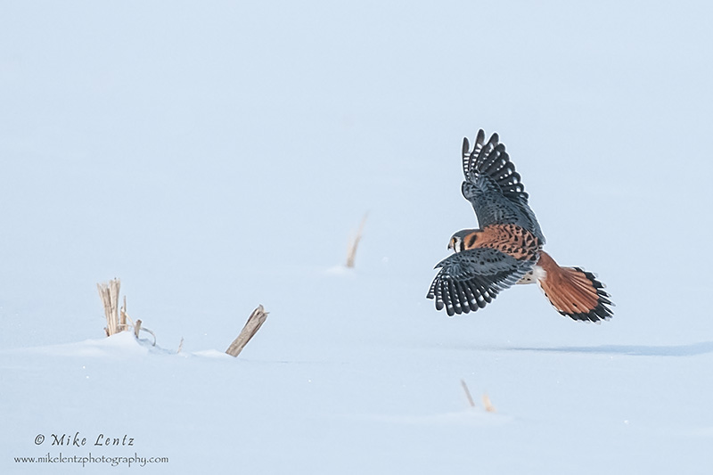 Kestral flies across corn field