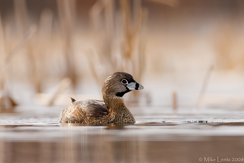 Pied Billed Grebe beauty