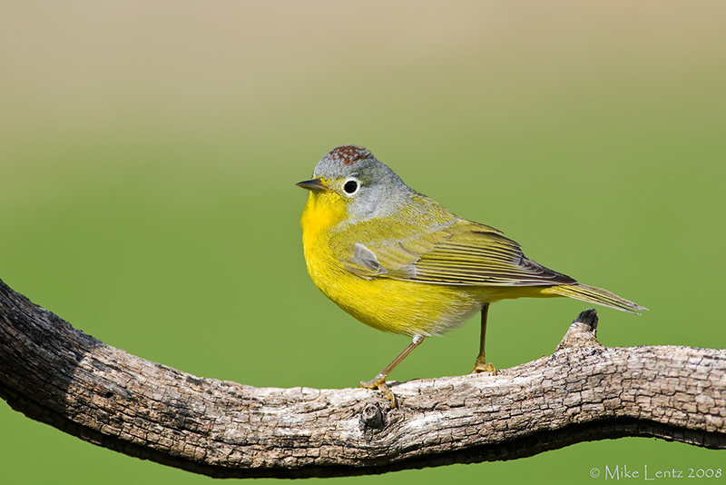 Nashville Warbler on branch