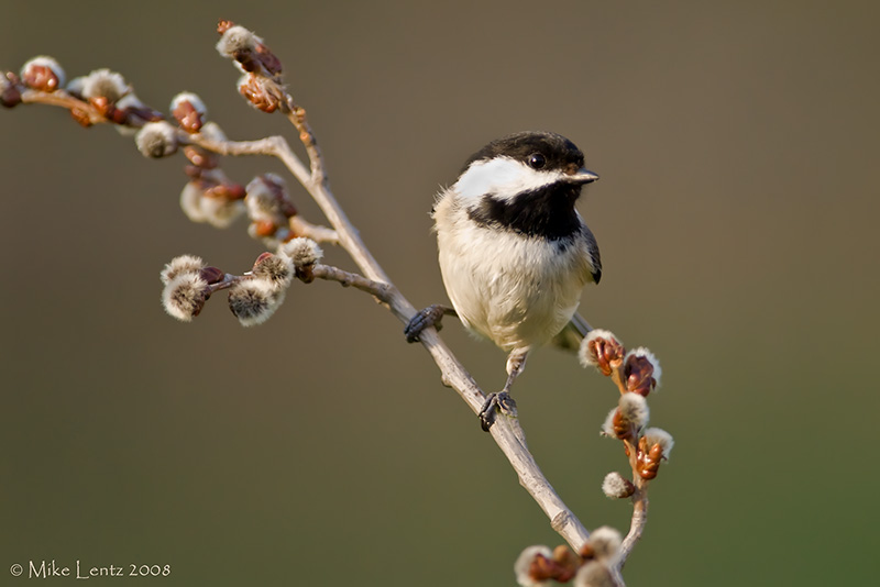 Chickadee on pussywillows