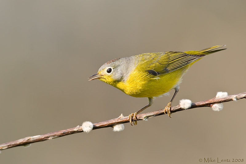 Nashville warbler on pussywillow