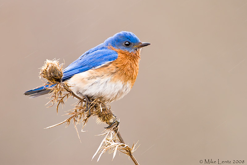 Bluebird on sticky bush in rain