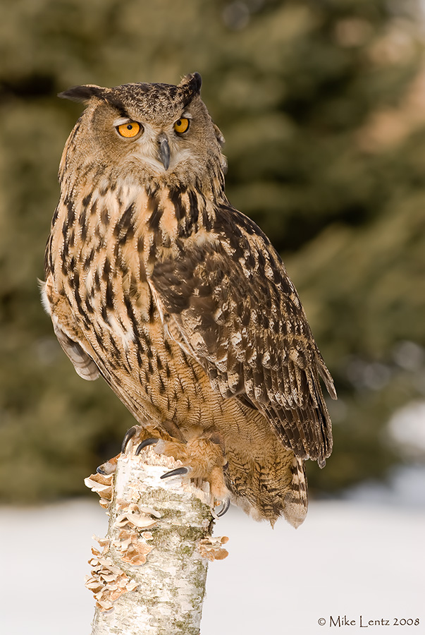 Eagle Owl on birch log