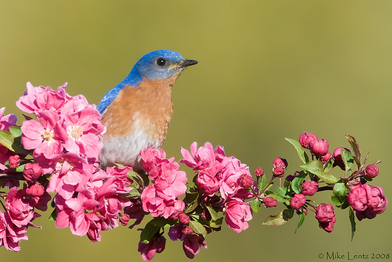 Bluebird (male) on blooming crabapple