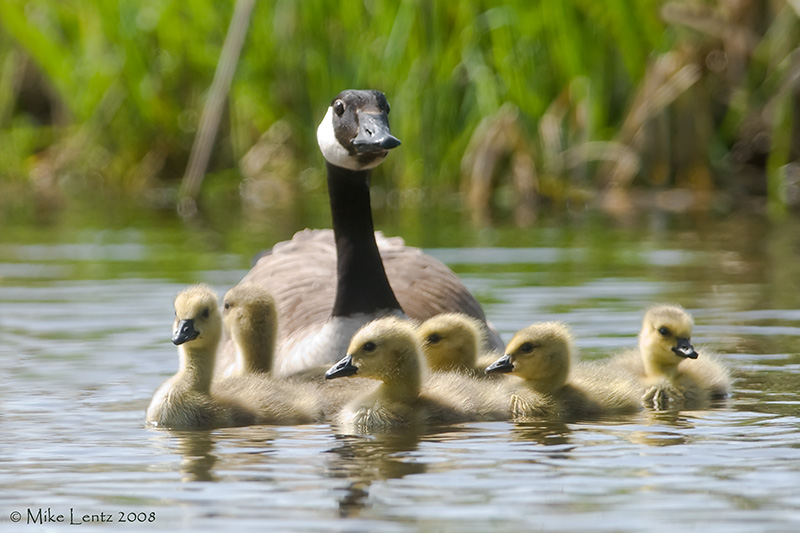 Mother goose with family