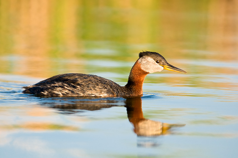 Red Necked Grebe