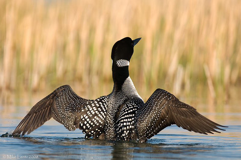 Loon wide open