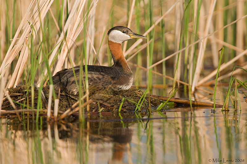 Red necked grebe on her nest