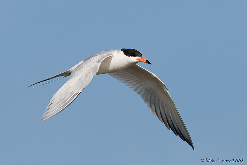 Forsters Tern in flight